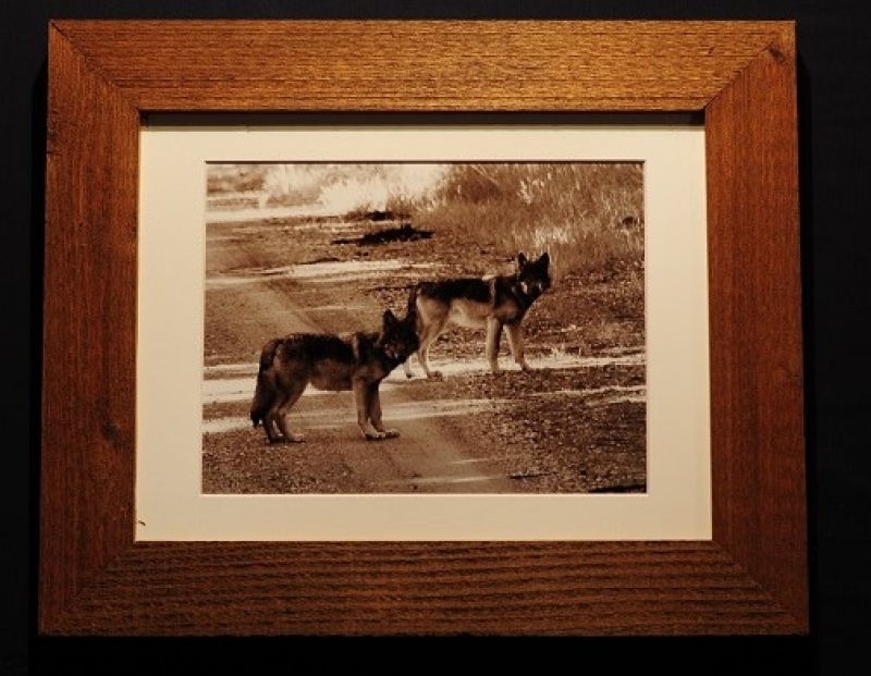 Wolves in Montana by artist lenard fisher